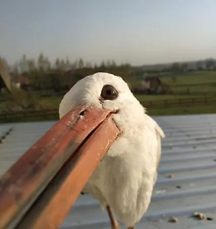 Oaza Nad Krutynia Alloggio in famiglia