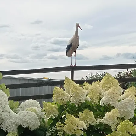 Oaza Nad Krutynia * Ukta